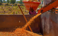 Autumn Harvest Threshing